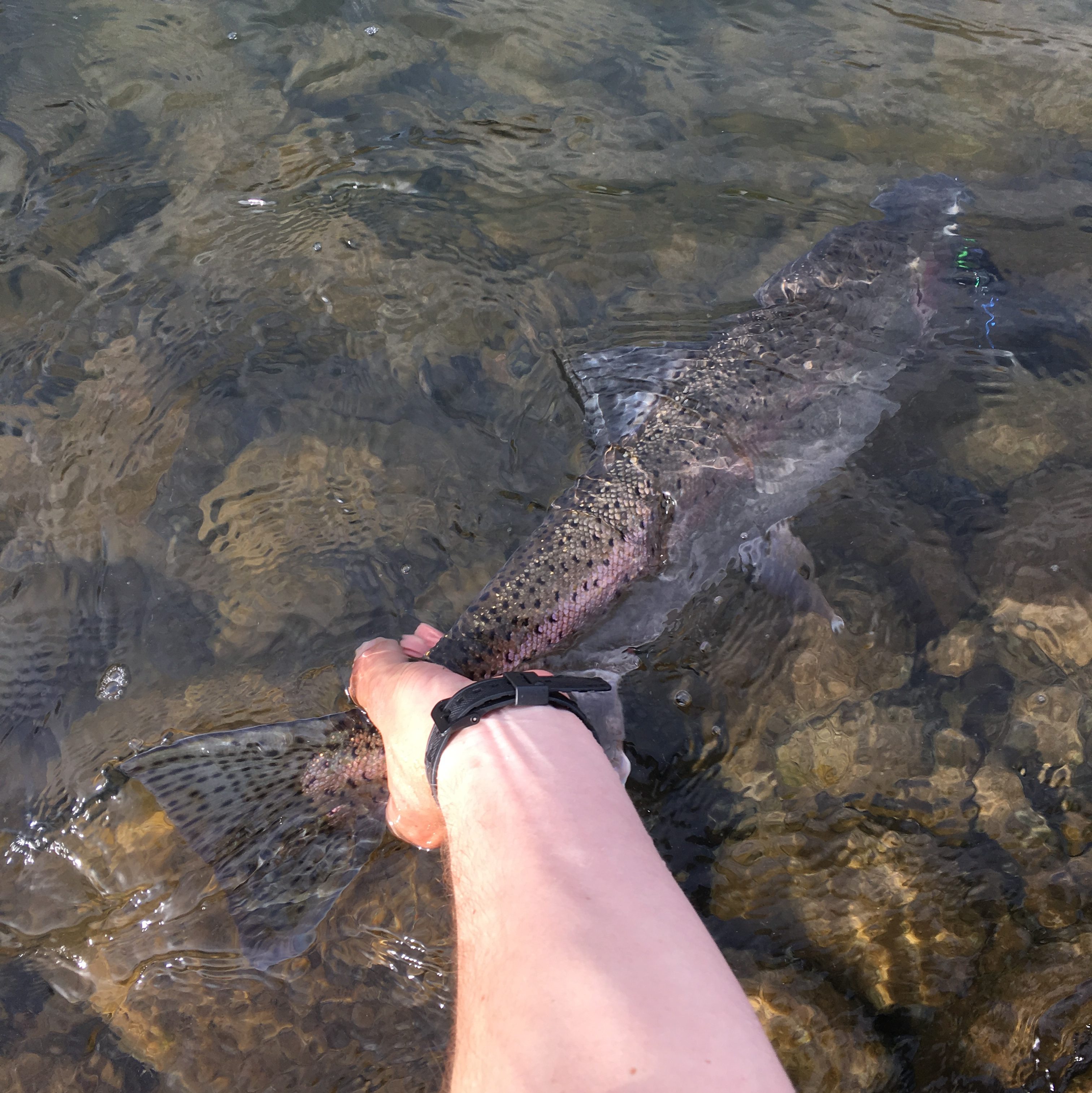 Anadromous Traditions